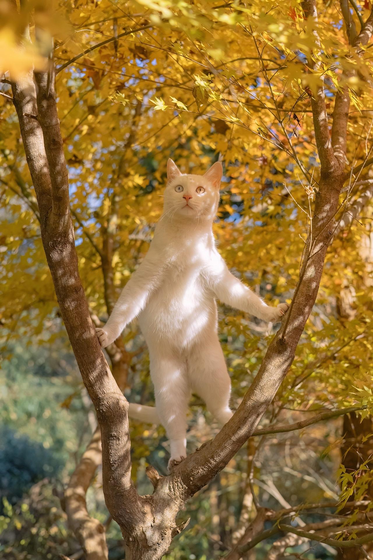 以防大家没看过猫猫开屏。秋天拍的，还是个异瞳白猫，伸展身体，像在开屏好可爱