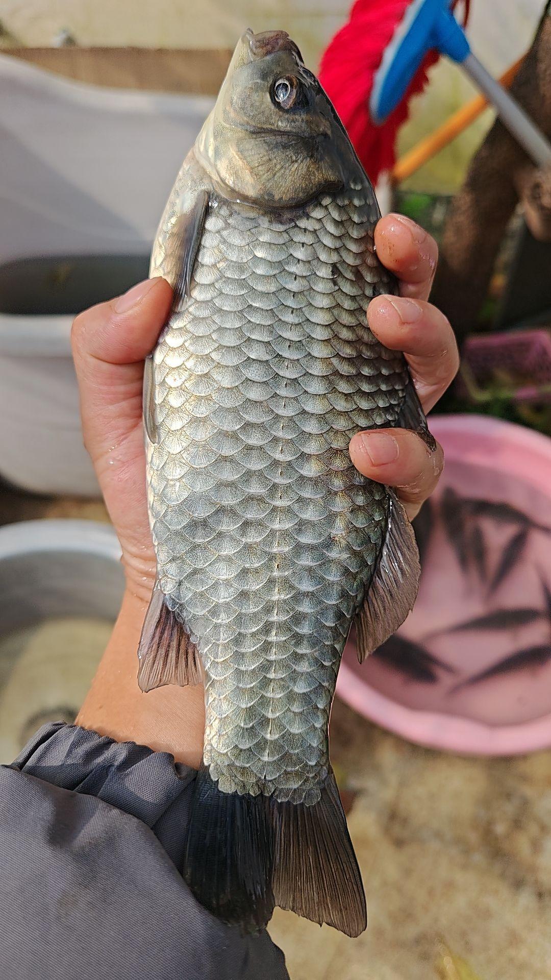 野钓大板鲫 原创视频 钓鱼那些事