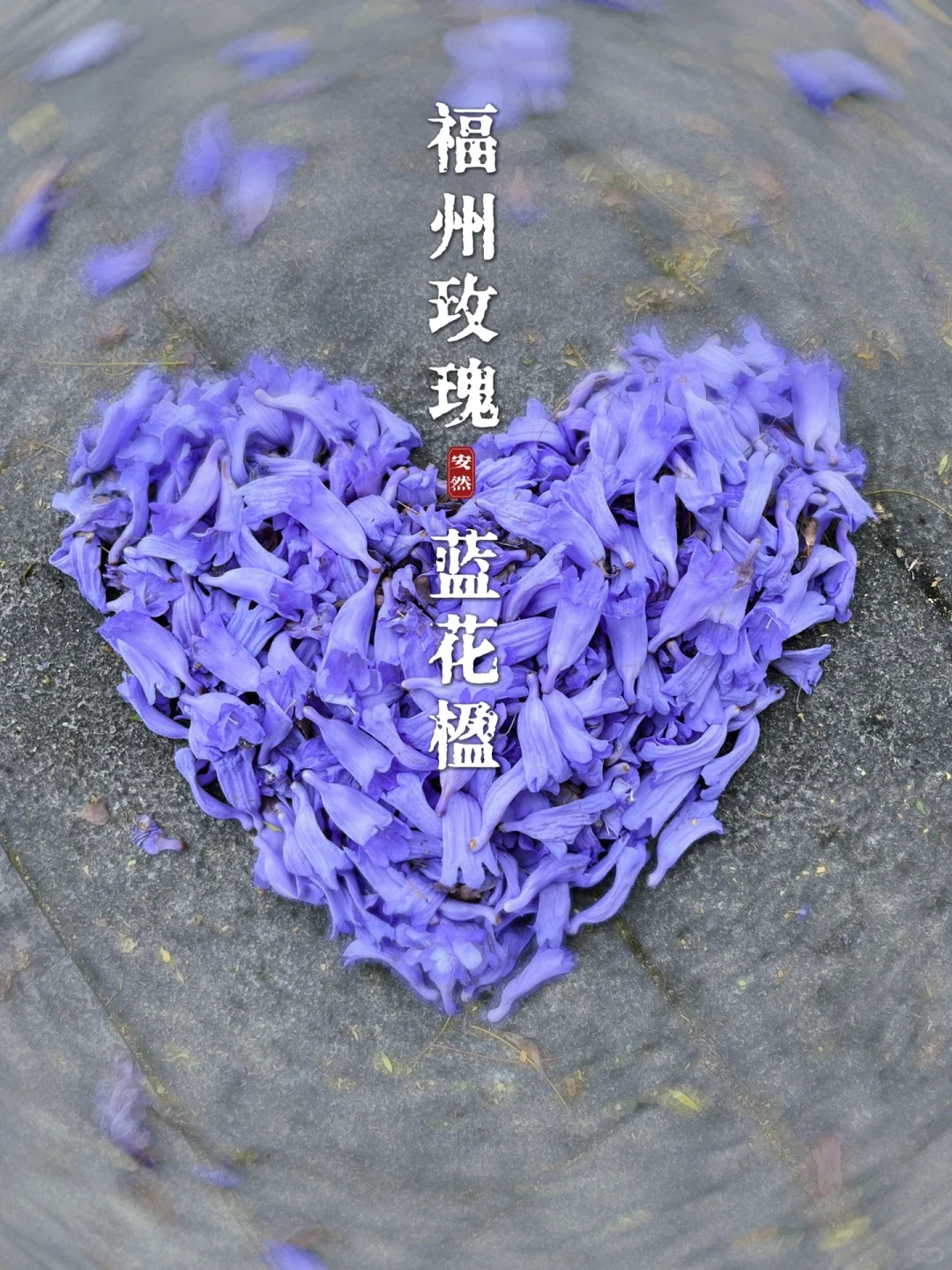 福州植物美图｜浪漫的“福州玫瑰”蓝花楹