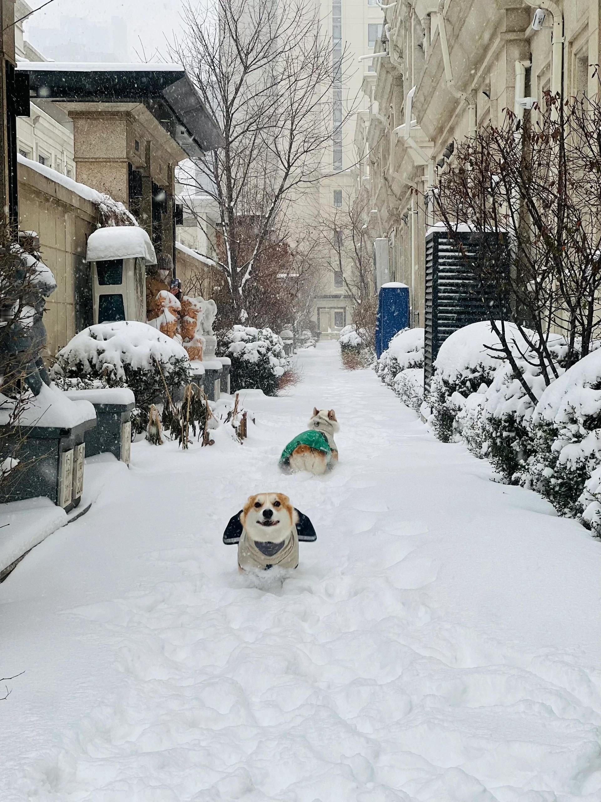 这就是Live图存在的意义吧❄️隔着屏幕都能感受到小狗的快乐开心到飞起呀૮₍ ˃