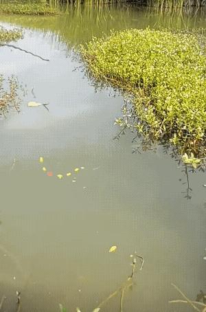 这鱼不像是事先挂上去的![捂脸]