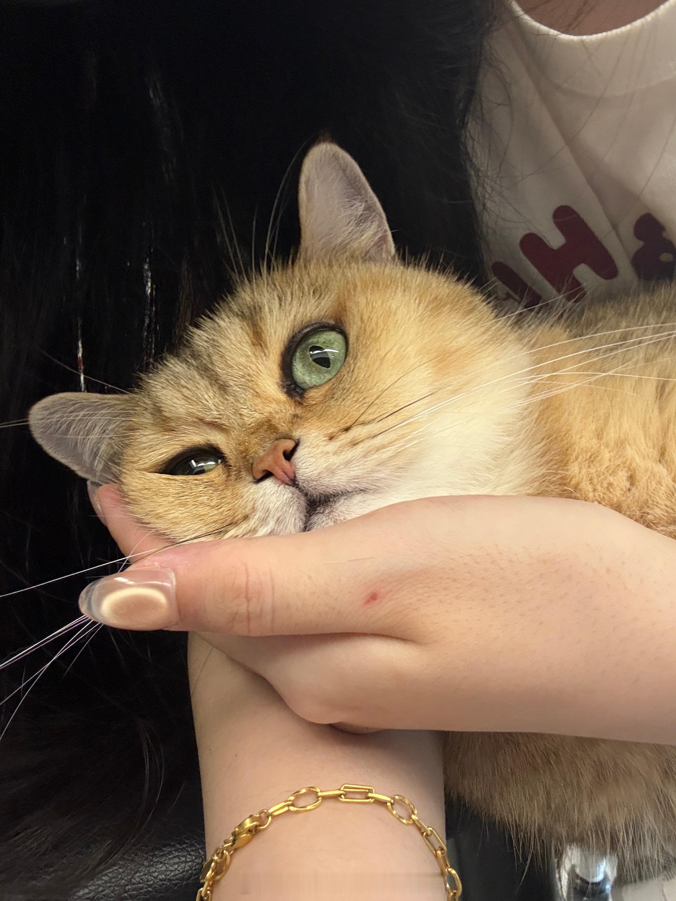 一捧小胖脸 ​​​