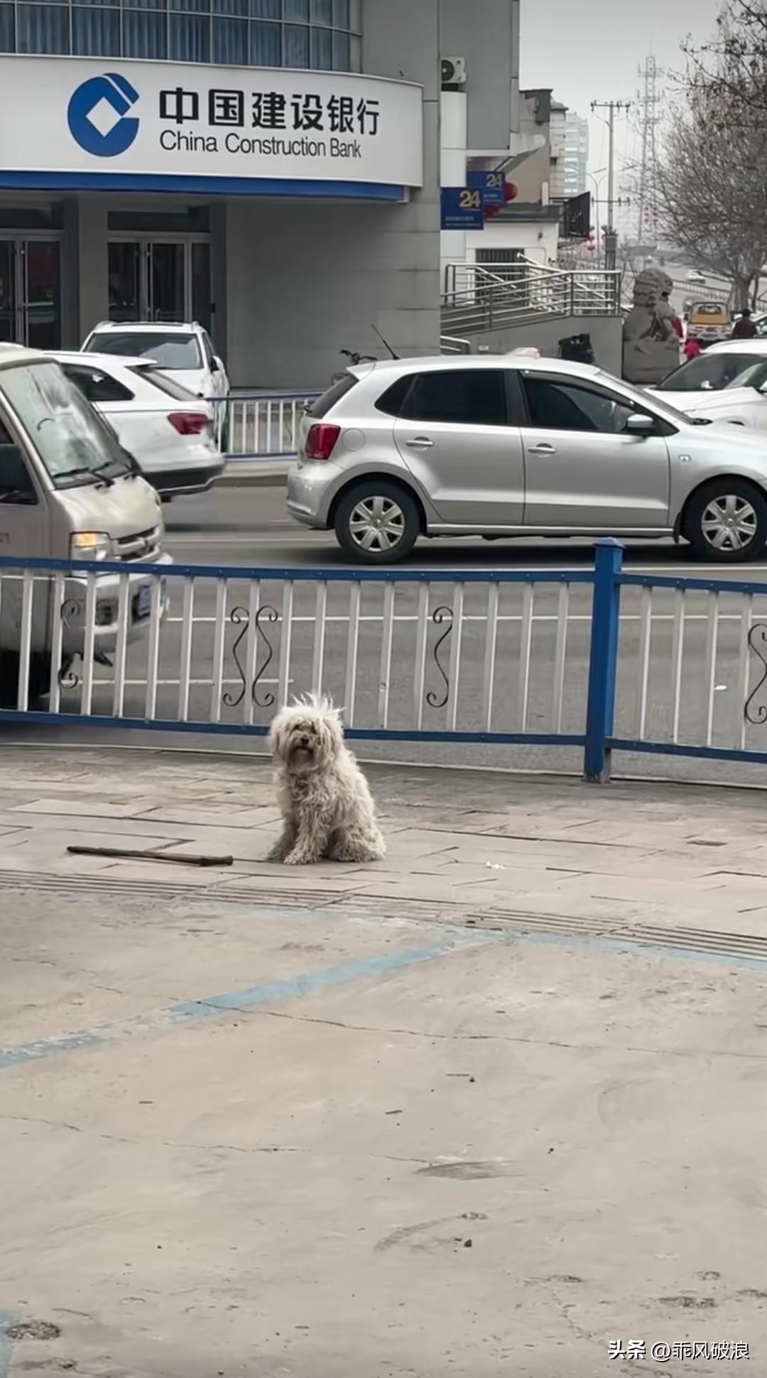 不知这狗是走丢了还是被遗弃了。它脖子上还挂着铃铛，脚上有一块皮都磨破了。它在这里