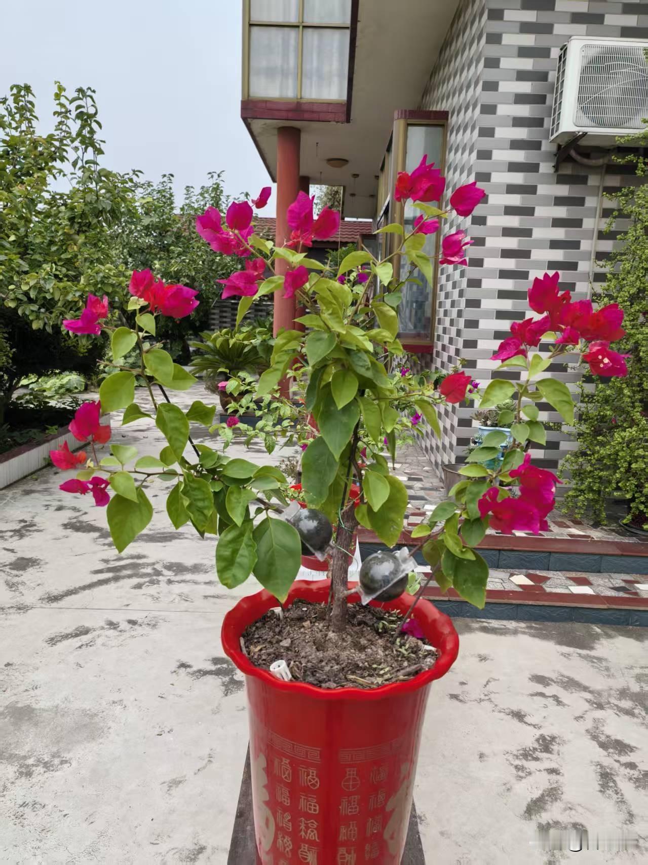 请教玩花高手花神，我这盆花叫什么名字呢？
有人说，同安红；
有人说，中国红。
还