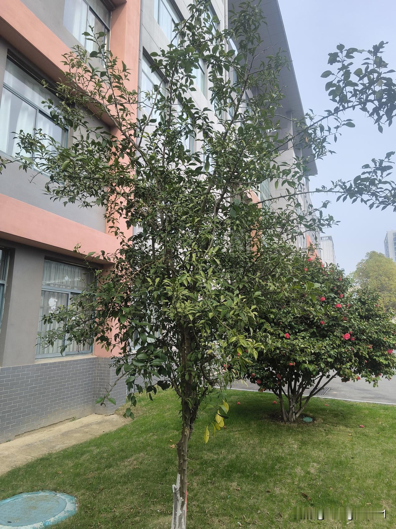 退休四年了。前天，我应邀回单位参加一场会议，上级要求必须有退休代表参会，我有幸被