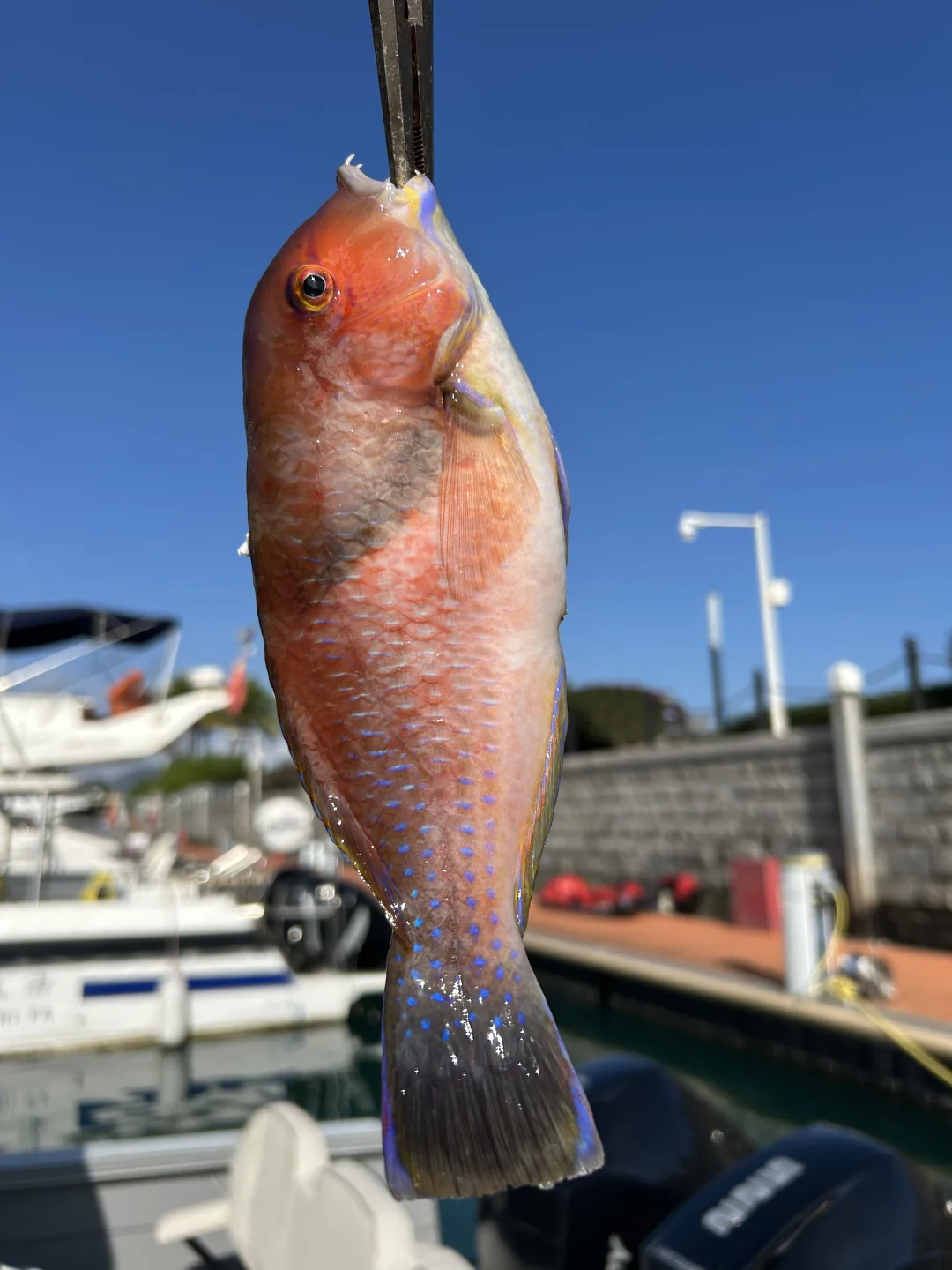 漂亮的（  ）齿🐟🤓