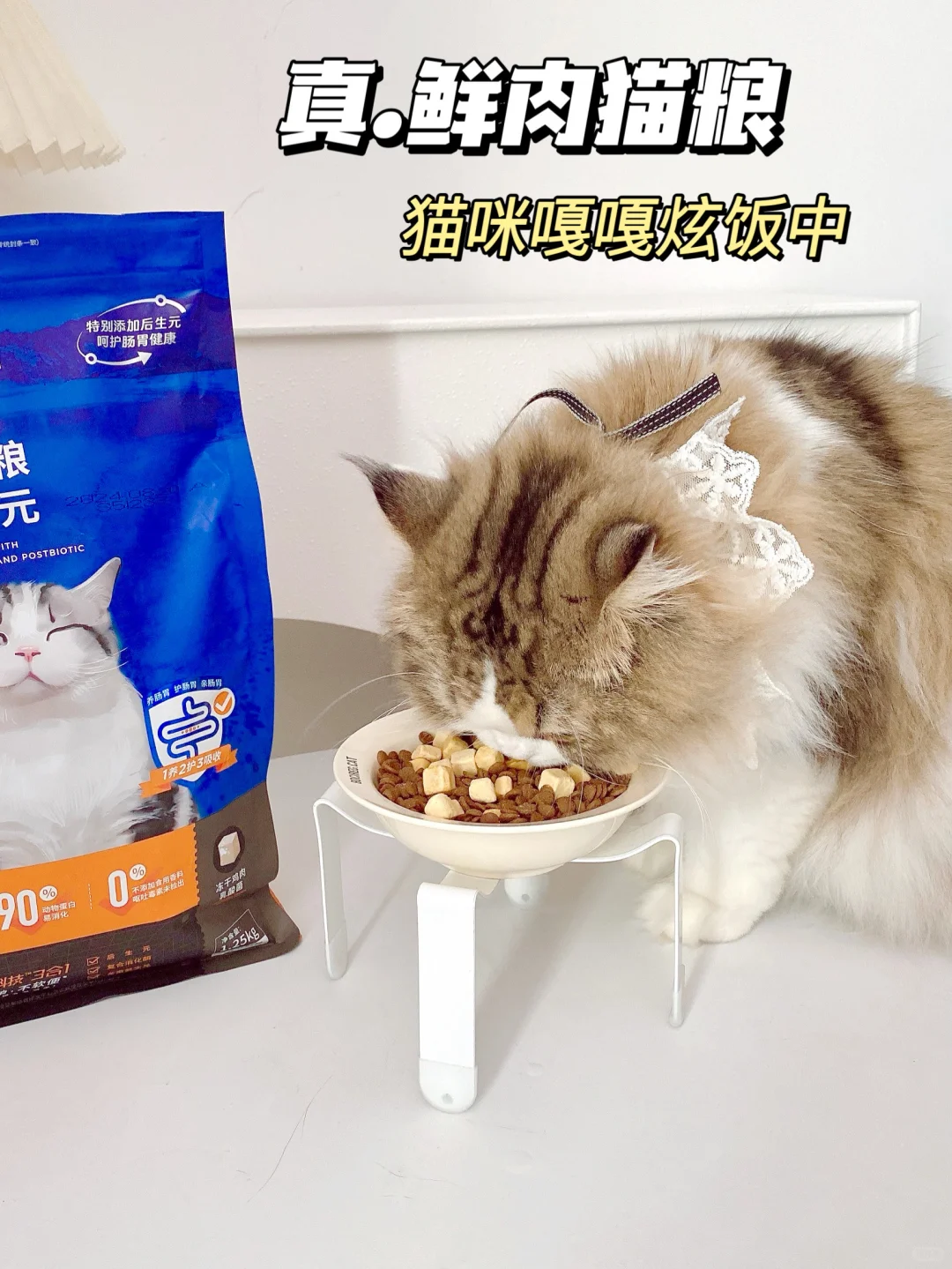 猫咪肠胃耍小脾气？选对猫粮轻松拿捏！