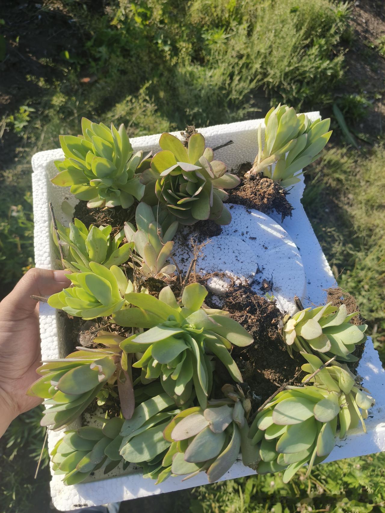 家附近20米的河坝上居然长满了多肉，可惜品种单一。想起之前在朋友办公桌上初见“桃