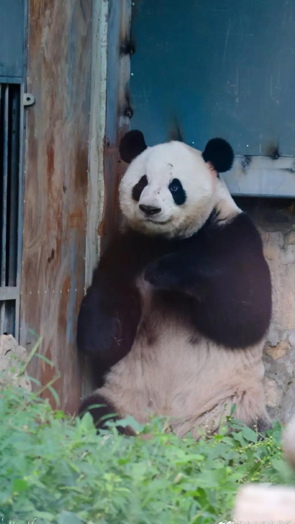 看到萌兰不开心，难过的表情写在了脸上，我一瞬间也感觉好难过！
么么儿有名也是因为