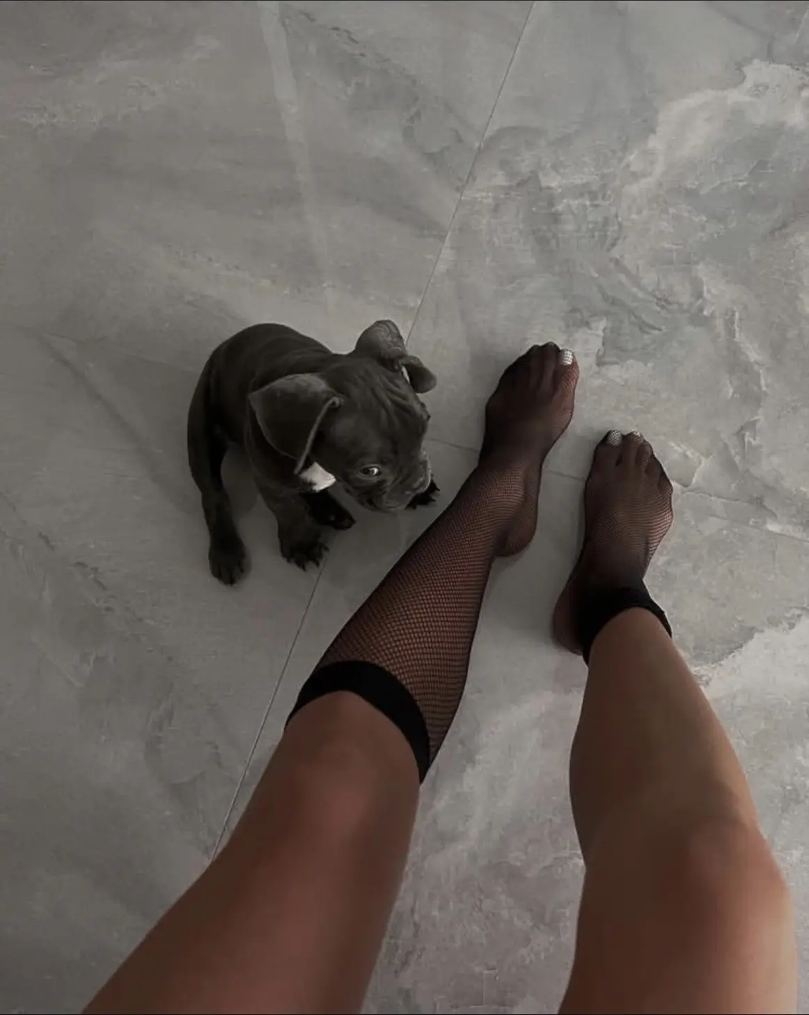 恶犬。