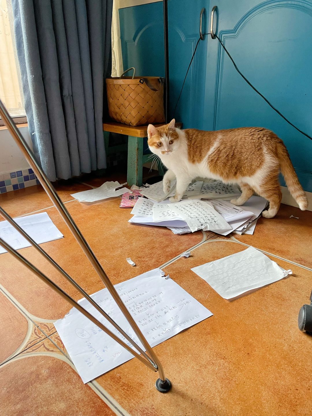 当我落枕了我的猫在干什么