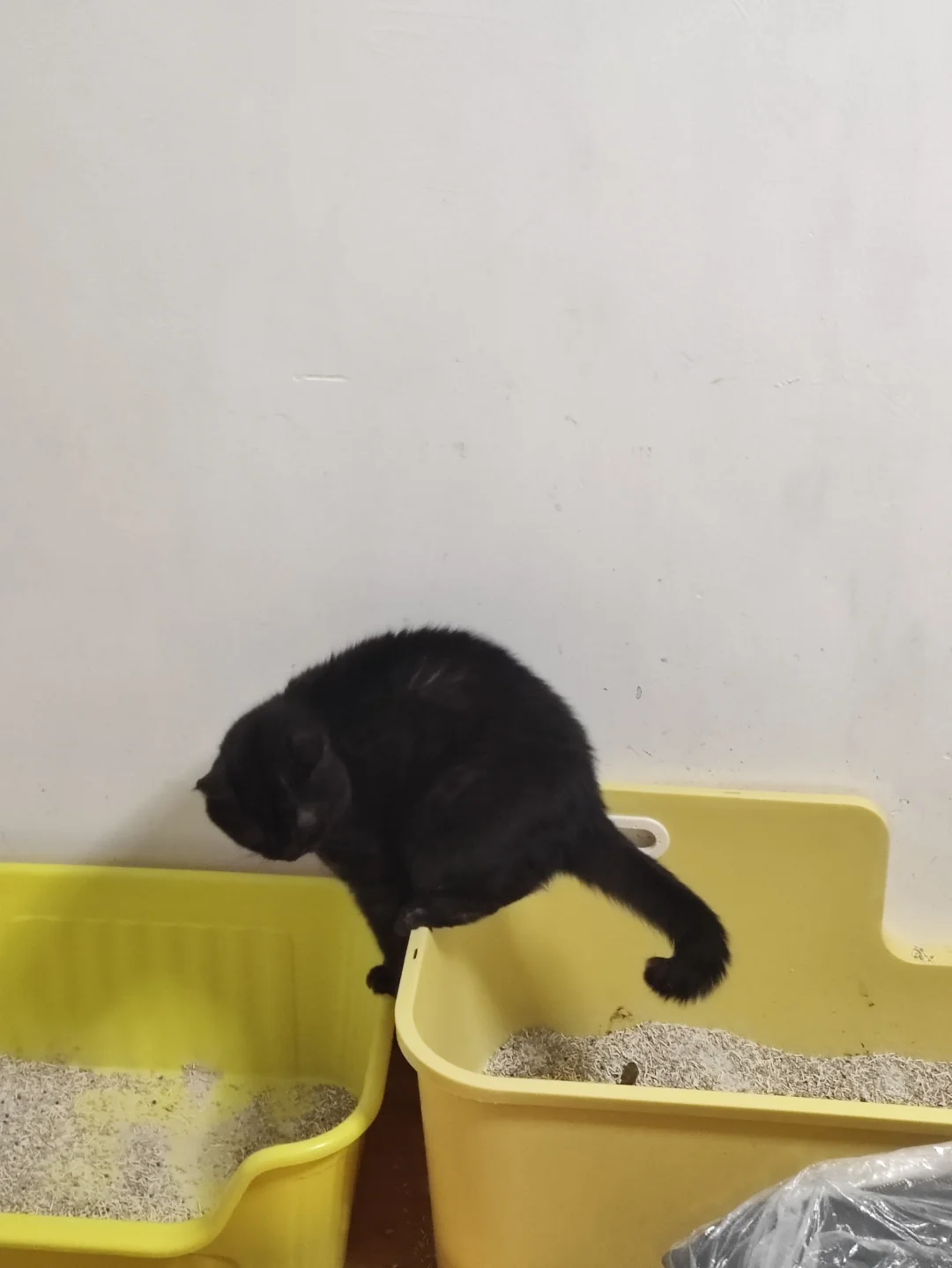 我真服了，谁家猫这么拉屎?