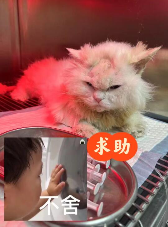 猫咪救助！ 急需献血猫猫救猫命 现在猫传腹+冠状＋重度贫血，急需B型输...