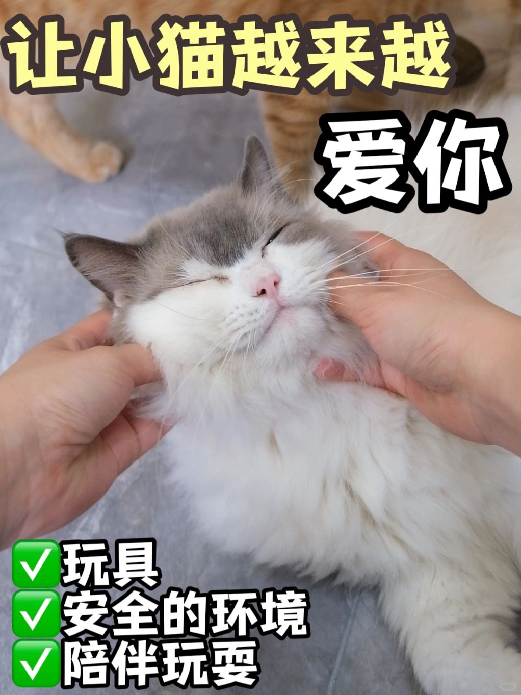 这样做！让猫咪越来越爱你！！
