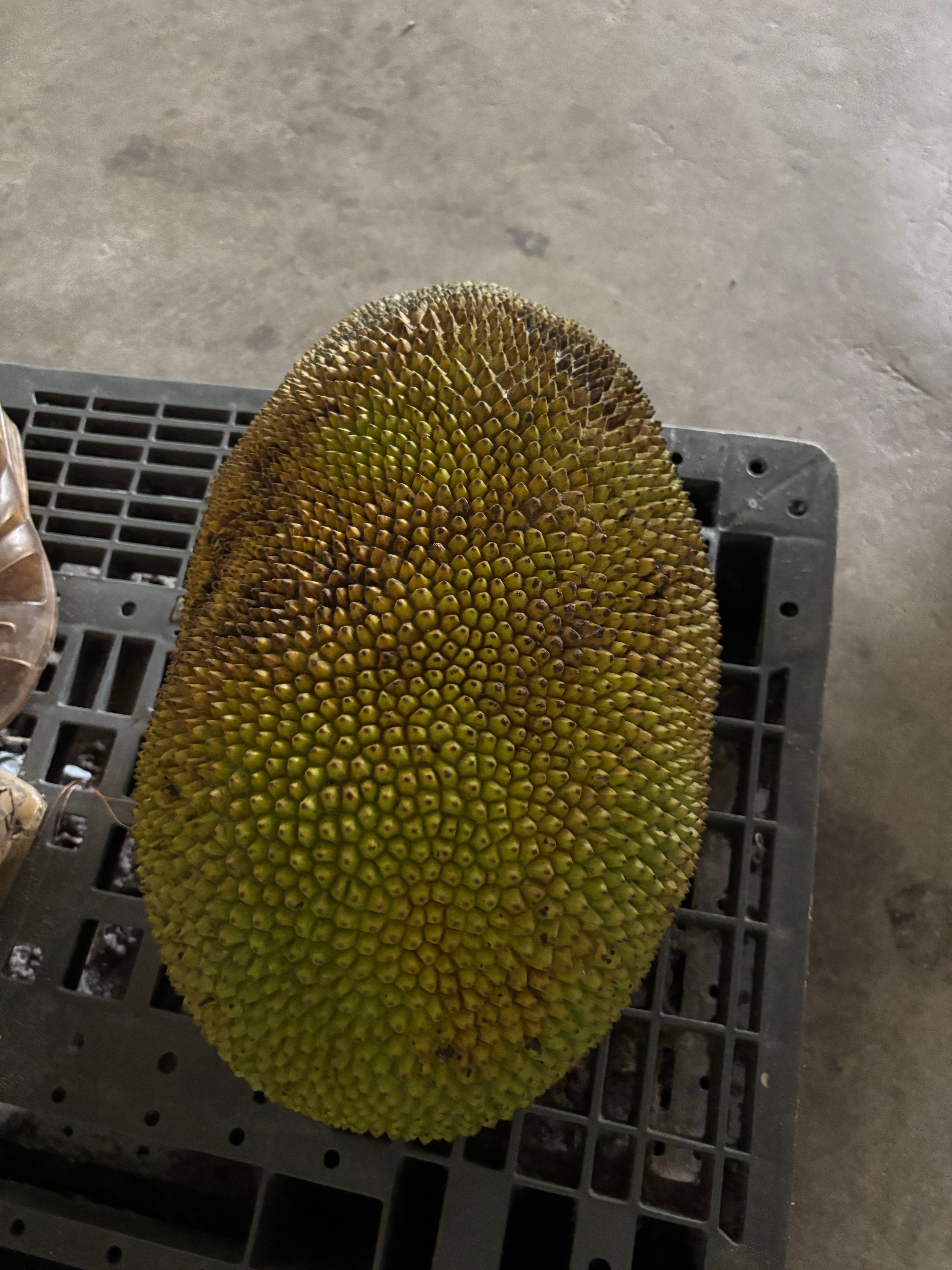好大一个菠萝蜜，就是太甜了不敢多吃 