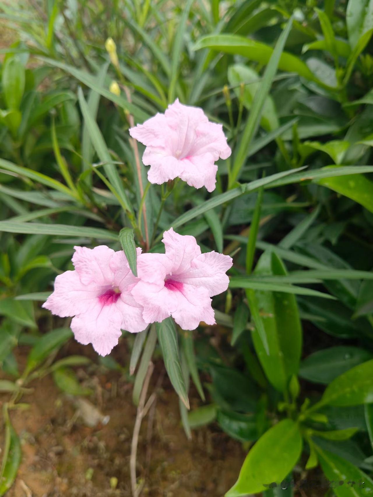 昨晚的成都终于没有下夜雨。今天成都最高气温24度，晴朗的天空阳光明媚，空气清新的