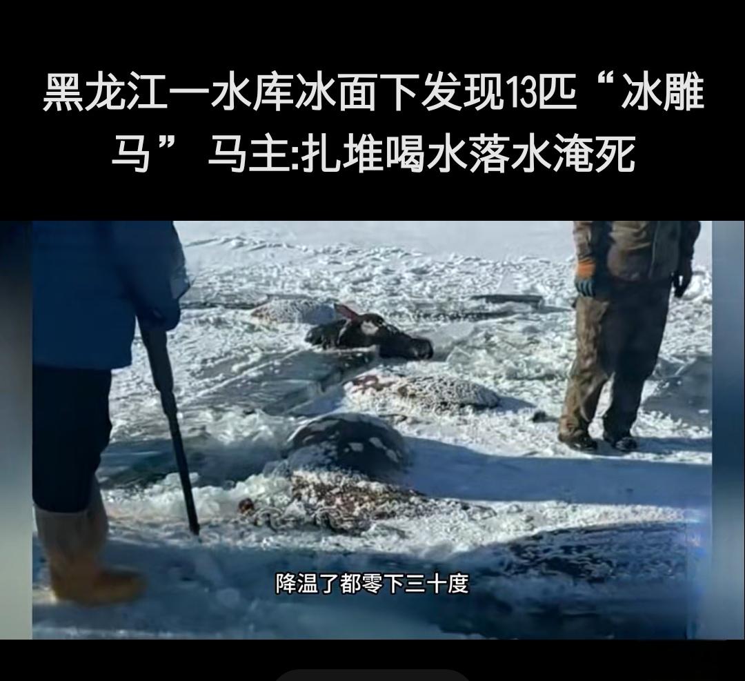 黑龙江13匹马冻死冰河 寒潮天里这个疏忽代价太大

近日，黑龙江嫩江市一农场发生