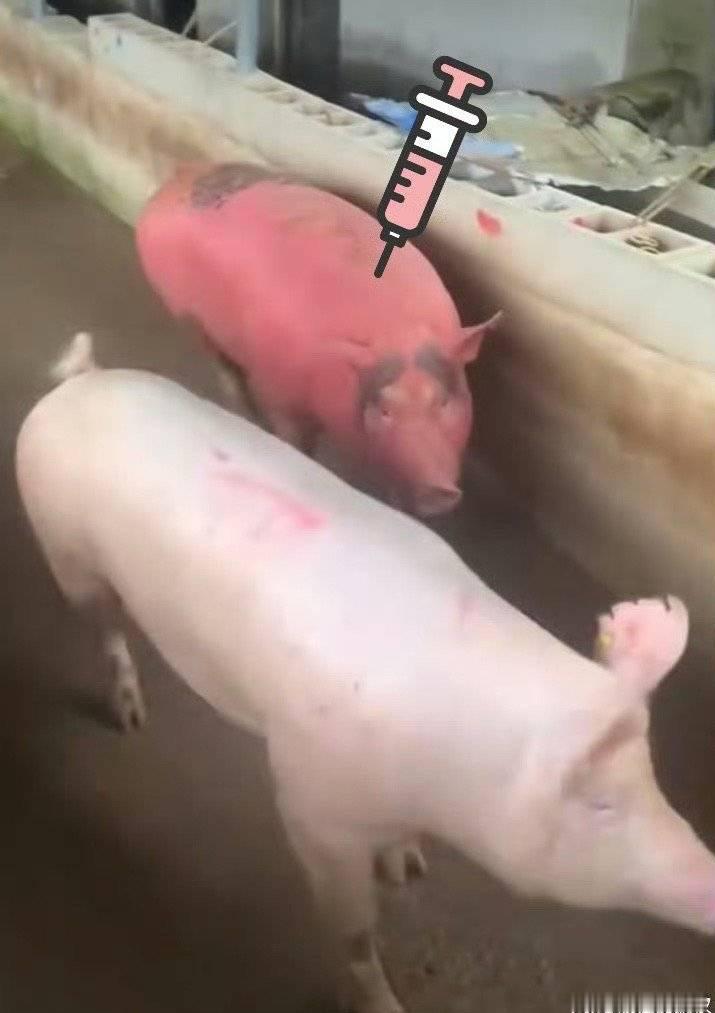 #美国队 脸紫#紫色白皮猪 ​​​
