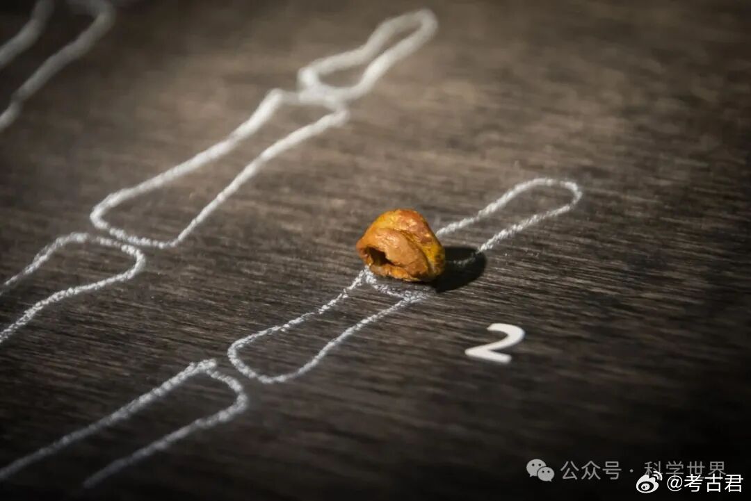 考古牙结石揭秘丹尼索瓦人 哈尔滨出土的距今至少14.6万年的古人类头骨研究近日取