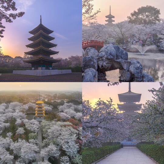 又是一年樱花季🌸