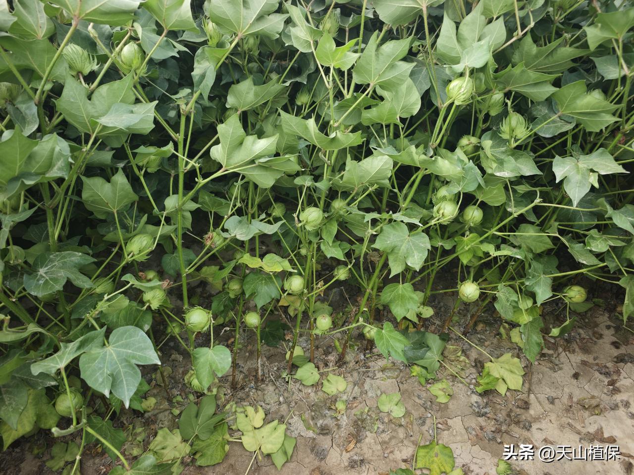晒图笔记大赛 棉花盛铃期，简直美到犯规！我之前去乡下，正好赶上棉花盛铃。那一大片