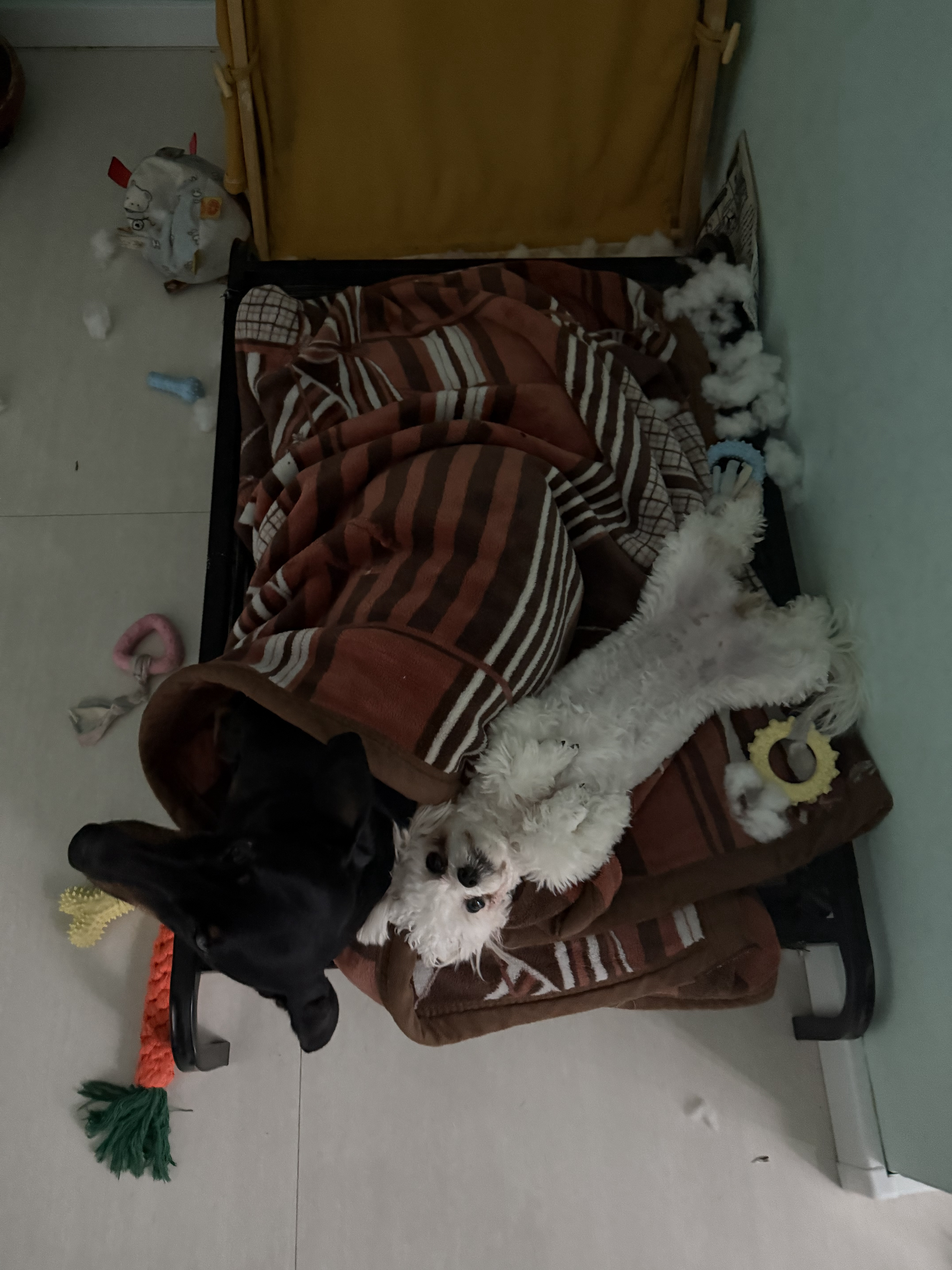俩傻狗把大宝给买的窝拆了，被一顿吊打，只能继续睡毯子了[汗] ​​​