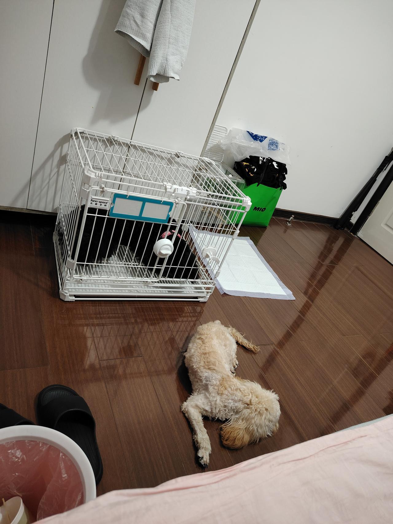 带两个毛孩子出来参加婚礼，还是挺乖的，玩的开心就好。