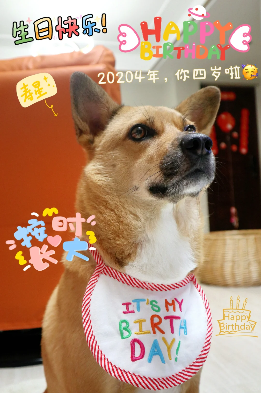 🎂让我们一起祝这只小狗“生日快乐”