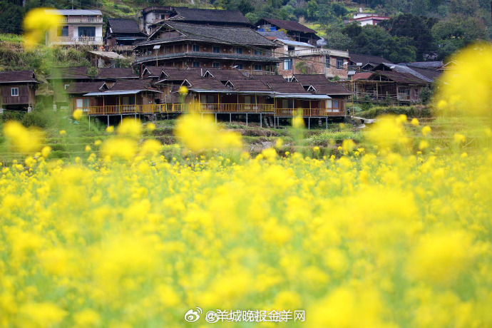 【#花开的时候你就来看我#】大年初二，迎来雨水节气。今年春节假期，不少地方已有油