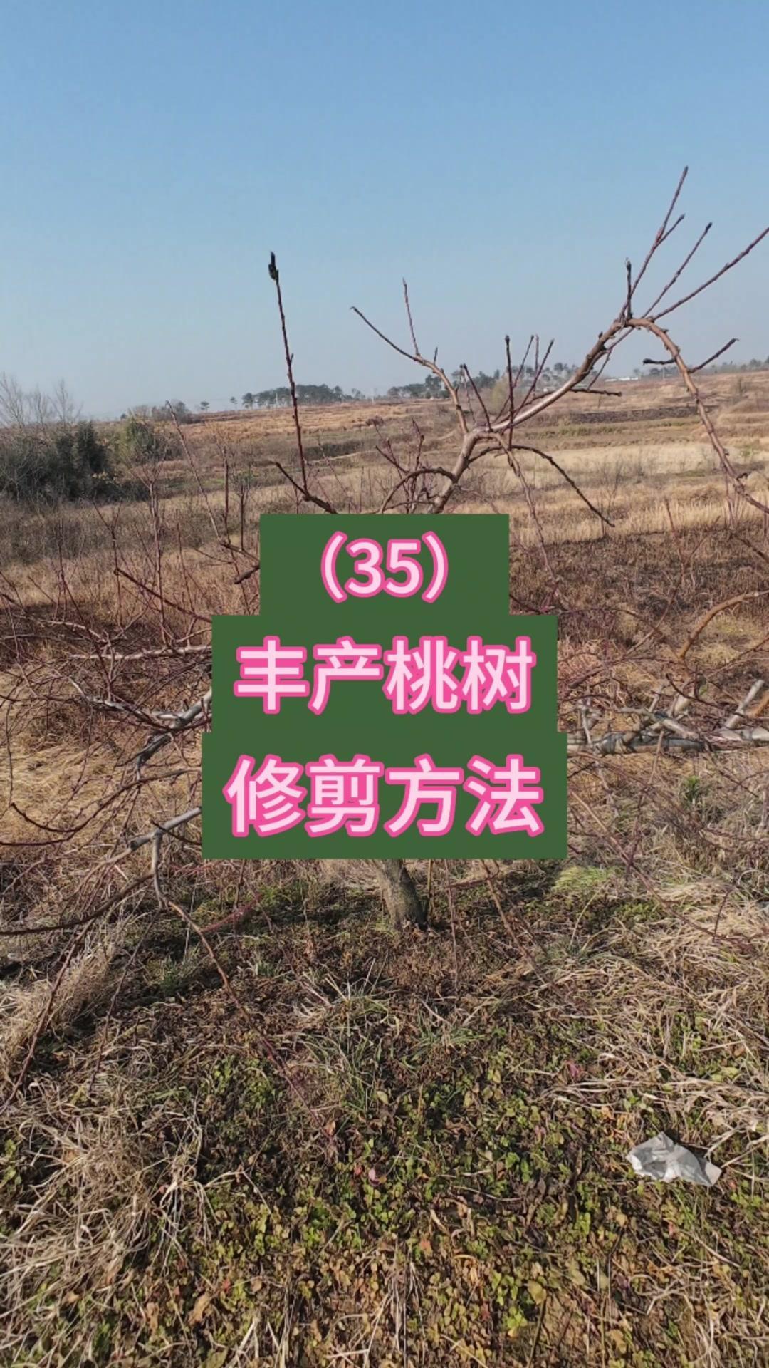 成年丰产桃树修剪重点看这几点！结果枝组外移是常见问题，优先选靠近主枝主干的优质结