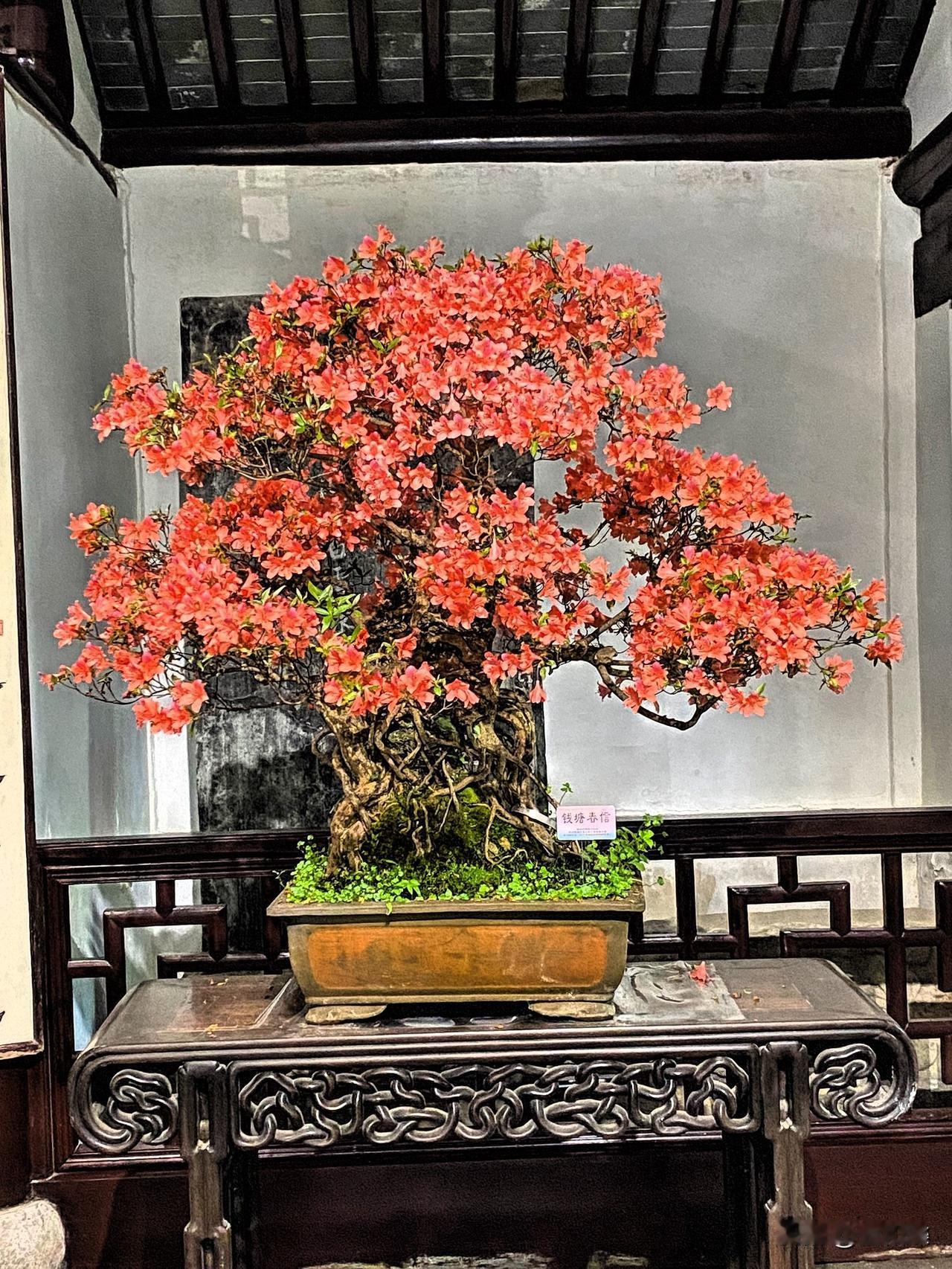 高义园中的杭州杜鹃，诗情画意的钱塘春信、烟霞栖红、湖山凝翠，宛如灵动的仙子，在微