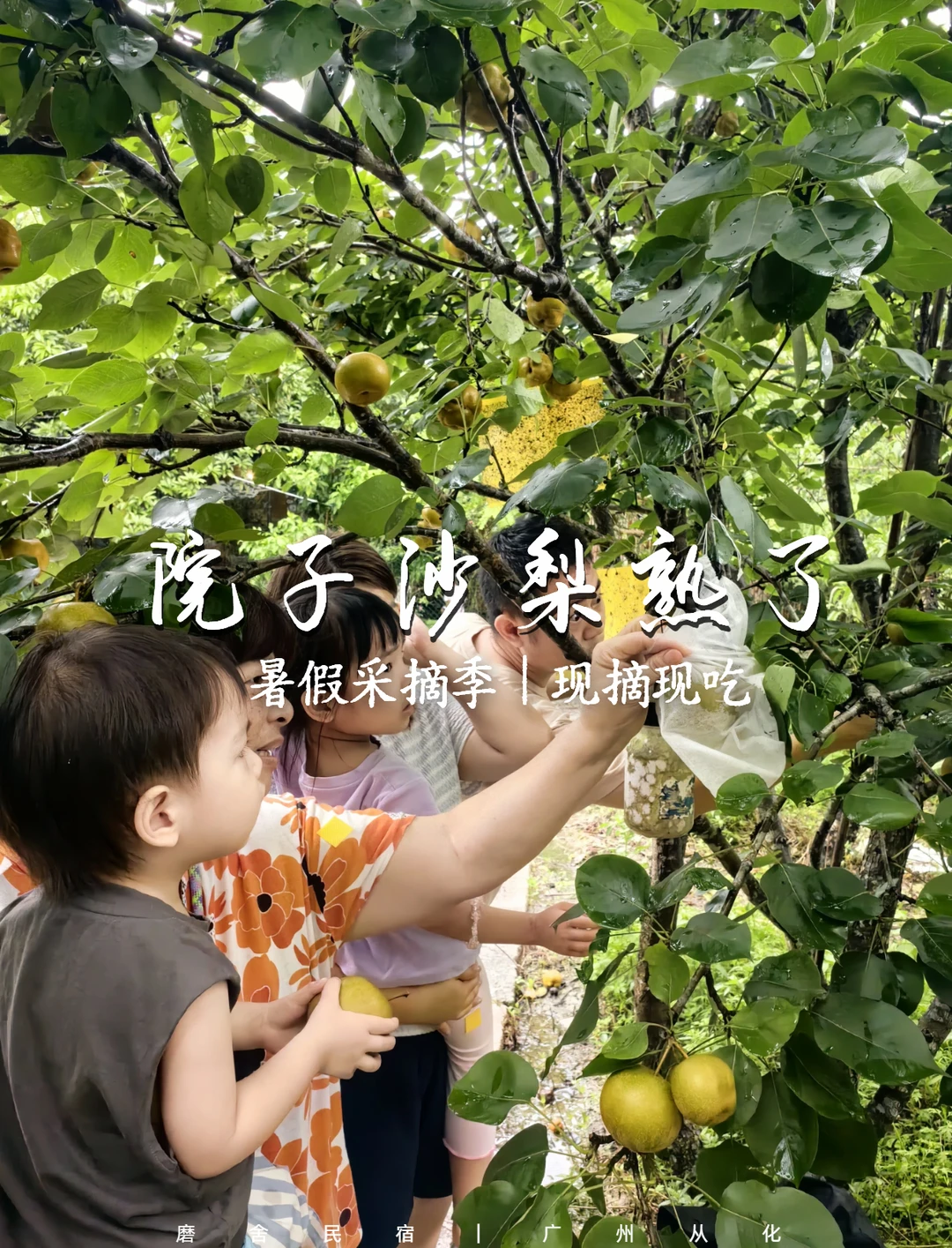 7月清甜限定！院子沙梨熟了，现摘现吃