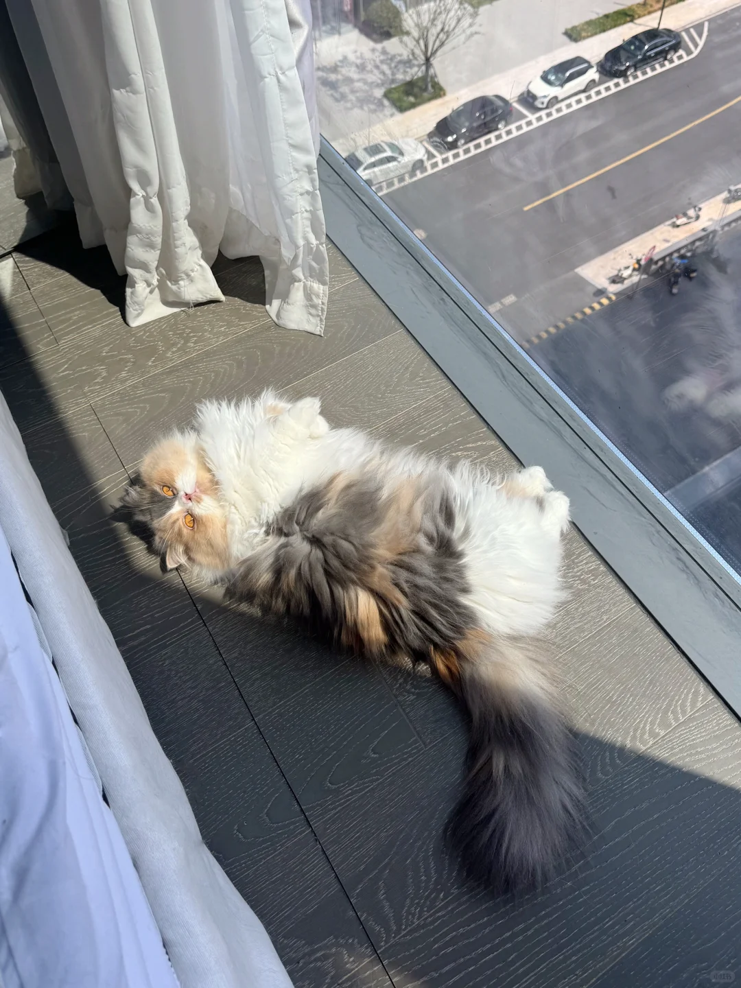 刚做好的猫猫包 要放在太阳底下发酵一下