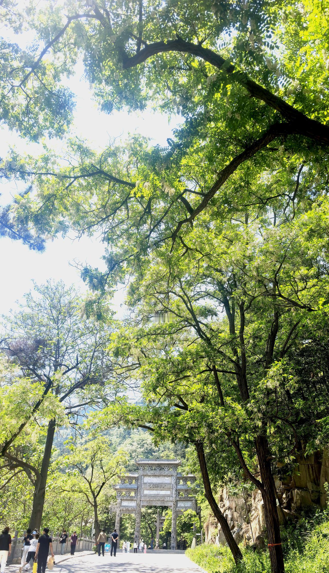 分享一张美丽的风景照初夏的树林，绿意已深浓得化不开。阳光被层层叶子滤过，漏下的光