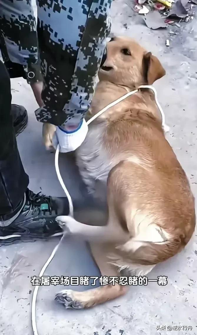 为了几百块就把大肚子的狗卖给了狗肉馆，真是太残忍了。这只狗看起来很快就要生小狗了