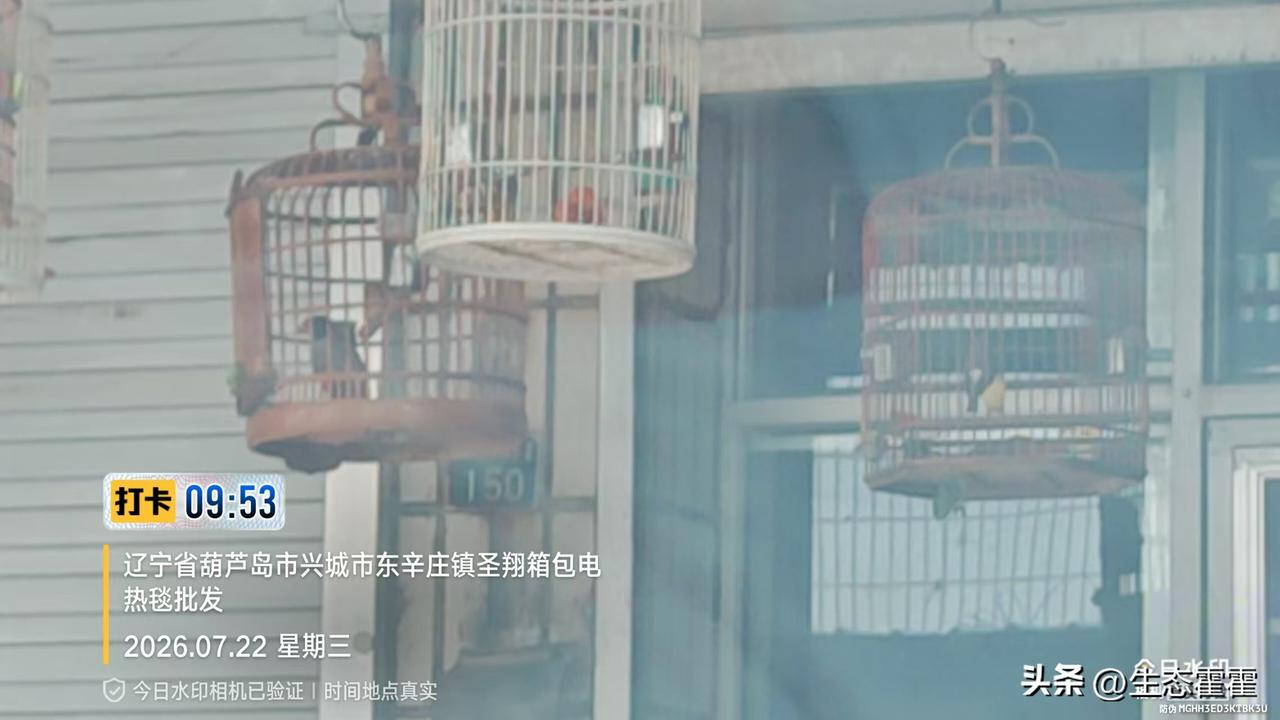 葫芦岛兴城乡镇沿街商铺私养野生鸟类 陋习反弹亟待严查整治
 
2026年7月22
