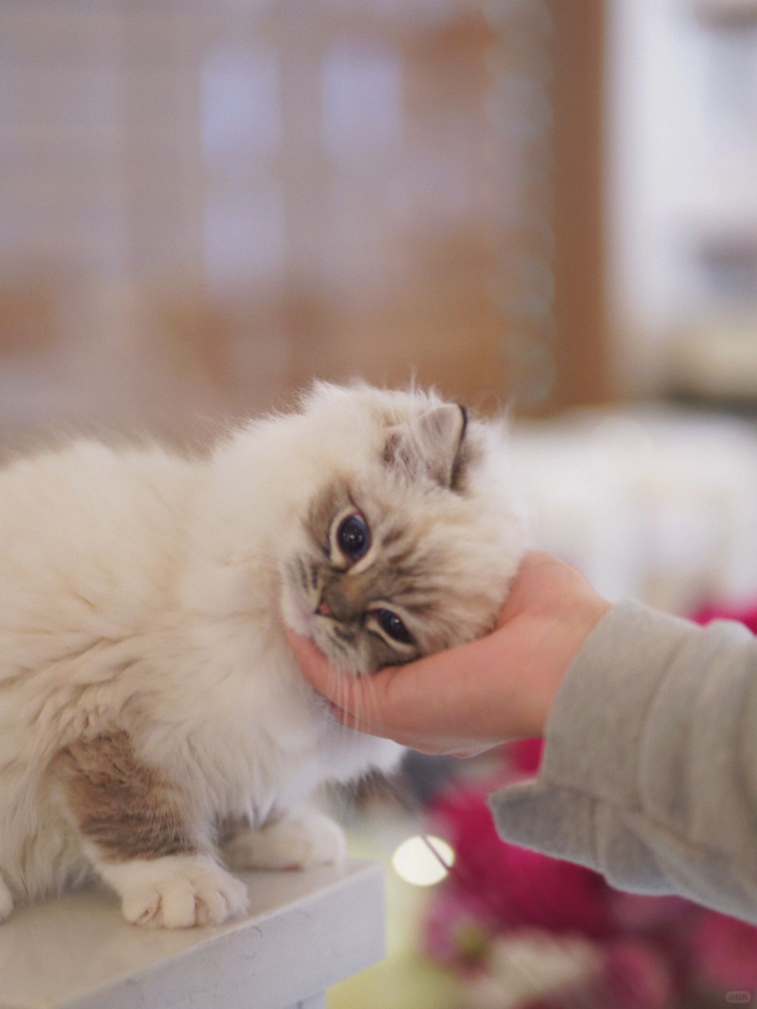 KERR布偶猫｜可以一直贴贴吗🥺