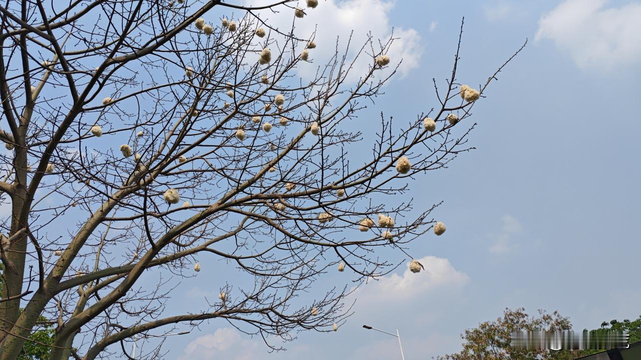 你见过树上长“云朵”吗？广州路边最近惊现“云朵树”！挂满枝头的白团团，竟像一朵朵