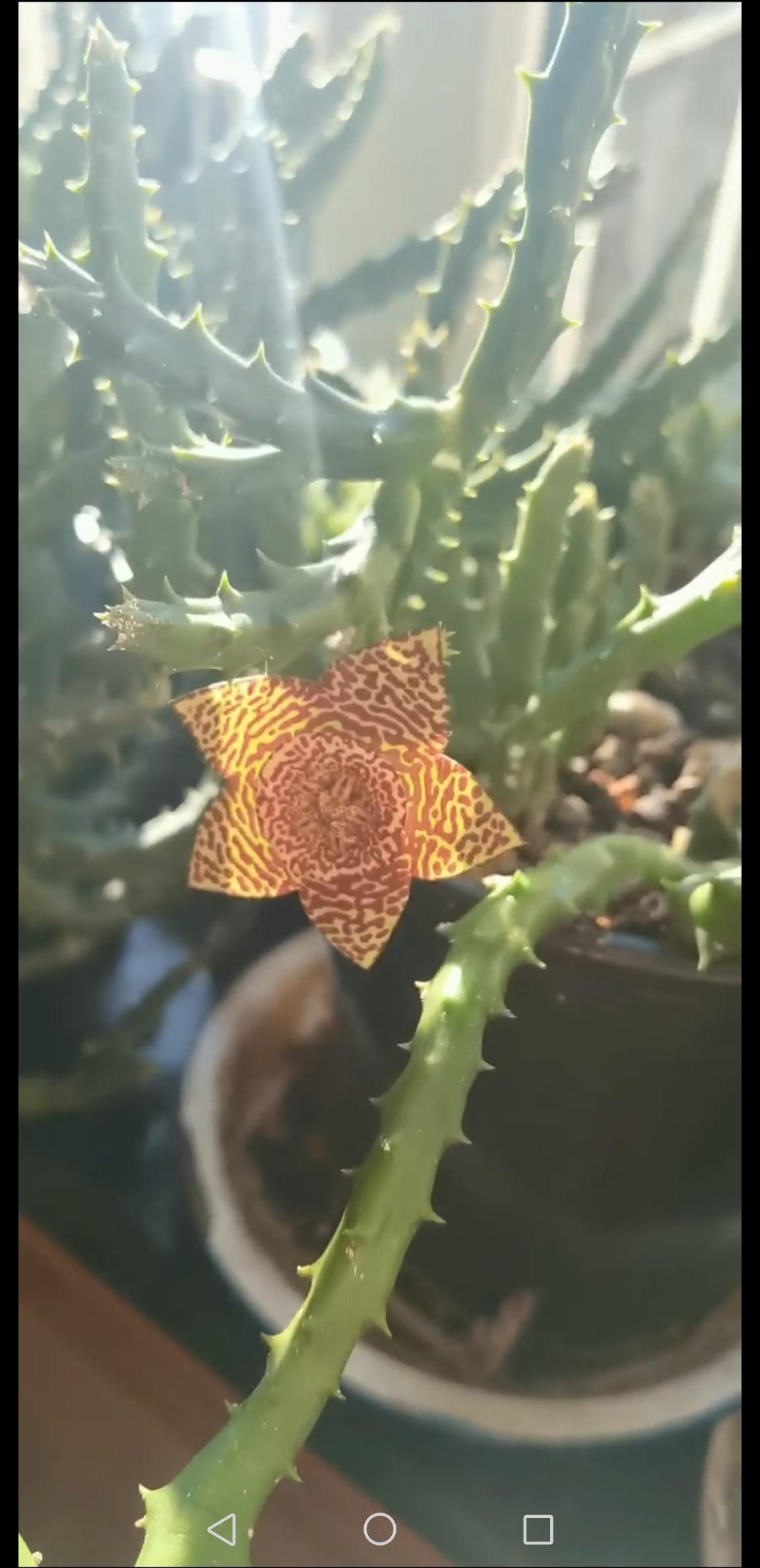 把最美的花让大家欣赏这是我96岁婆婆养的两盆常年开花的花，你知道它们的花名吗？