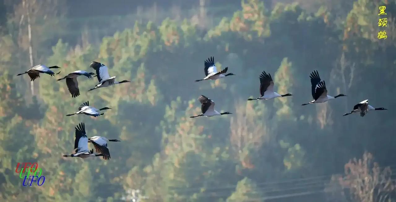 山中百鸟飞