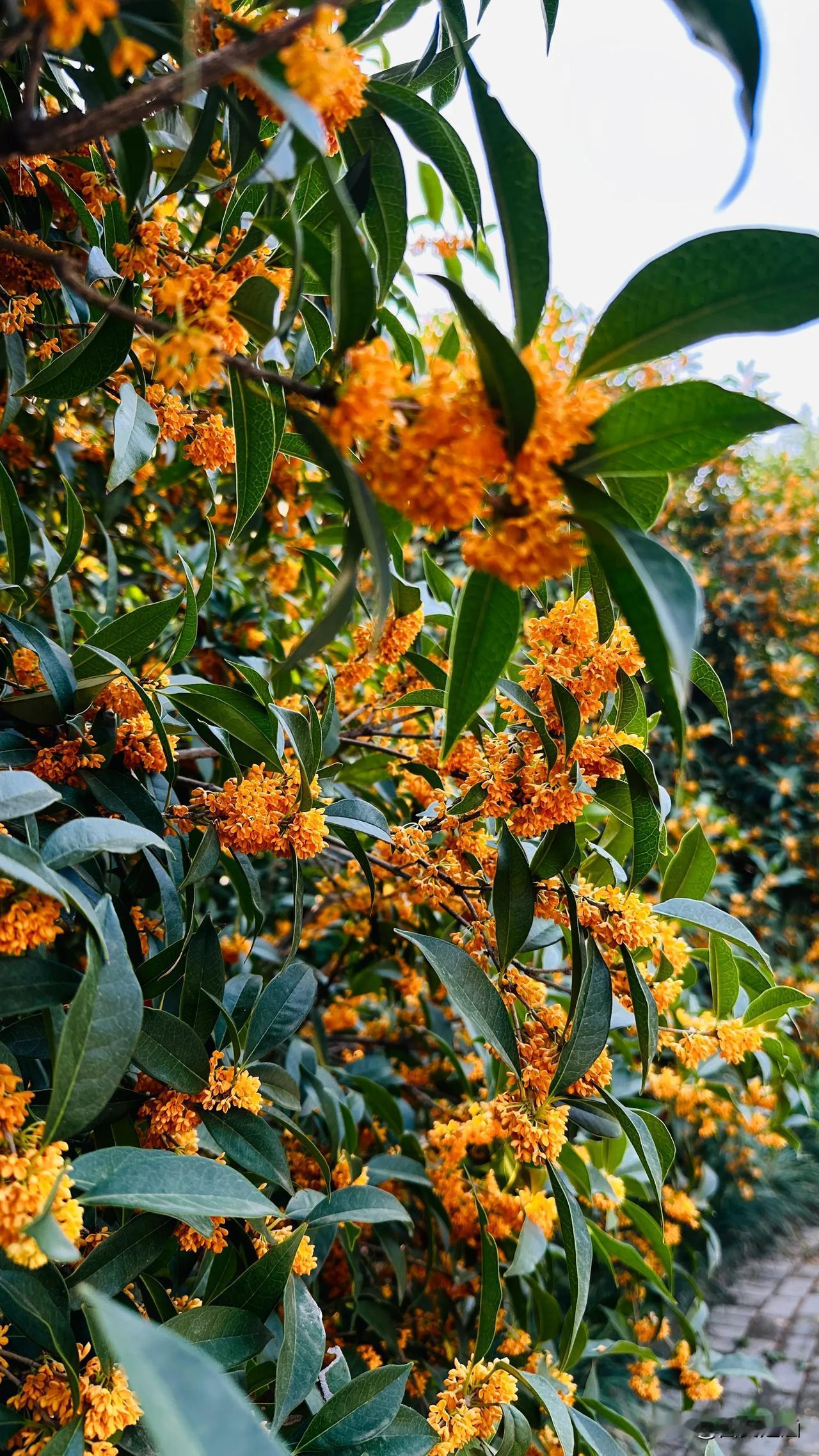 #美景风光随手拍# 桂花如星，洒落秋的天幕。周末的早晨，走进周至瑞光寺，空气里都