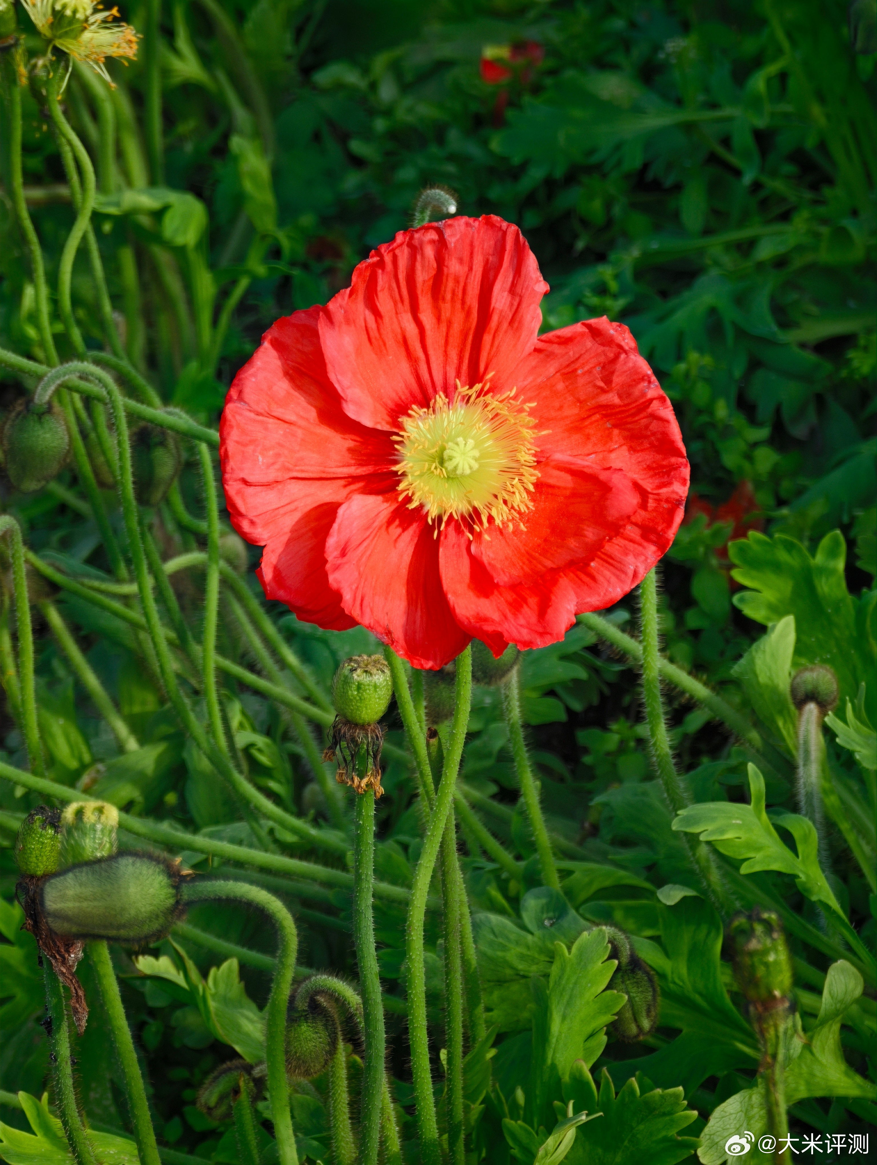 来宁波玩，今天植物园打个卡~哈苏高端玩家，我就用手机拍拍得了~ 