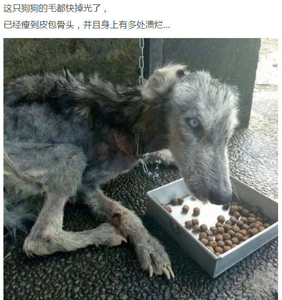 暖心小哥救下一只骨瘦如柴的狗狗，几个月后发现，原来是只哈士奇！[doge] 
