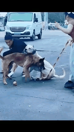 市区养大型犬很危险，白狗什么品种这么猛啊