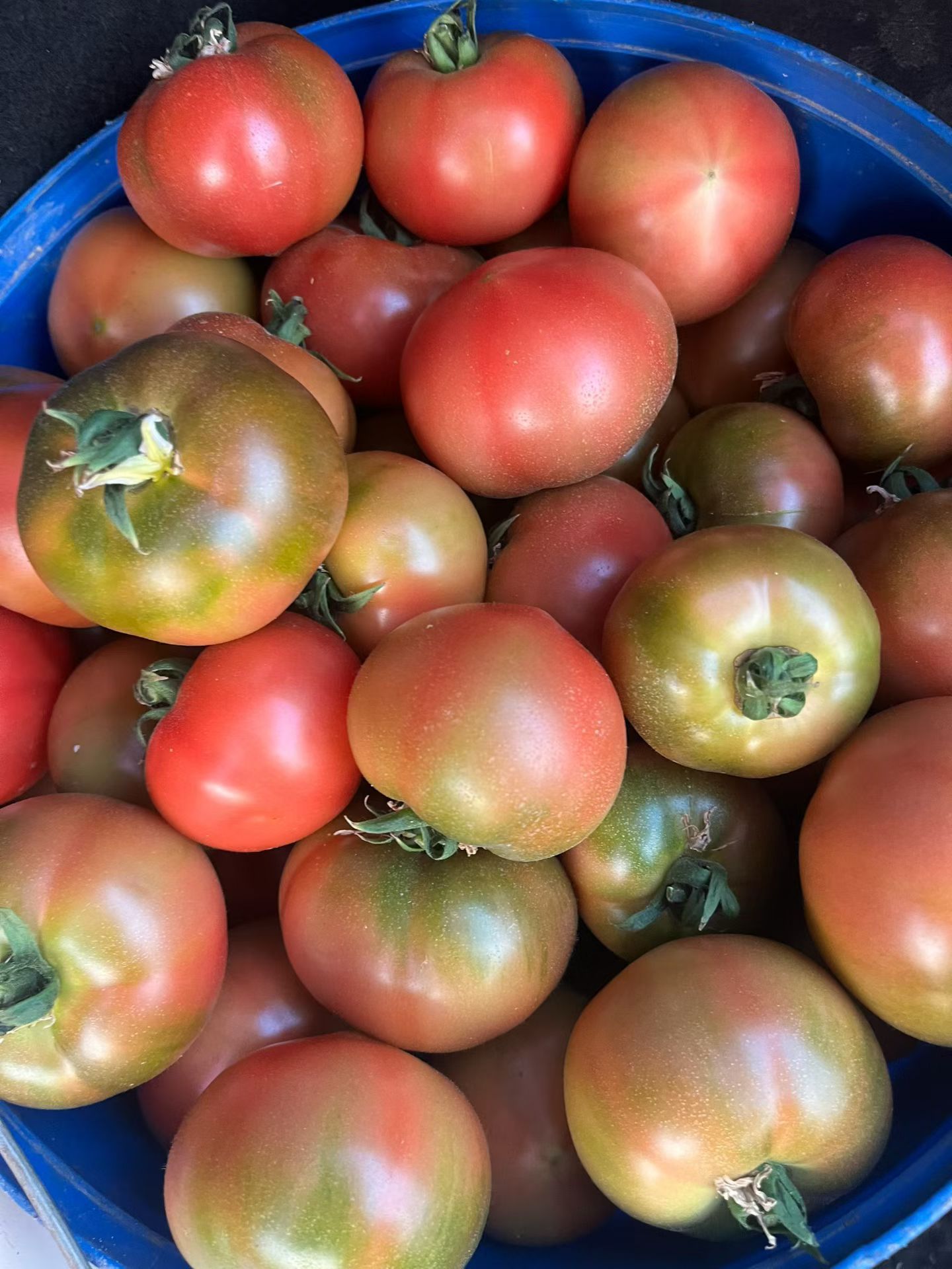 朋友家有采摘园，刚刚送来一桶铁皮柿子🍅🍅🍅🍅🍅🍅🍅🍅🍅🍅🍅