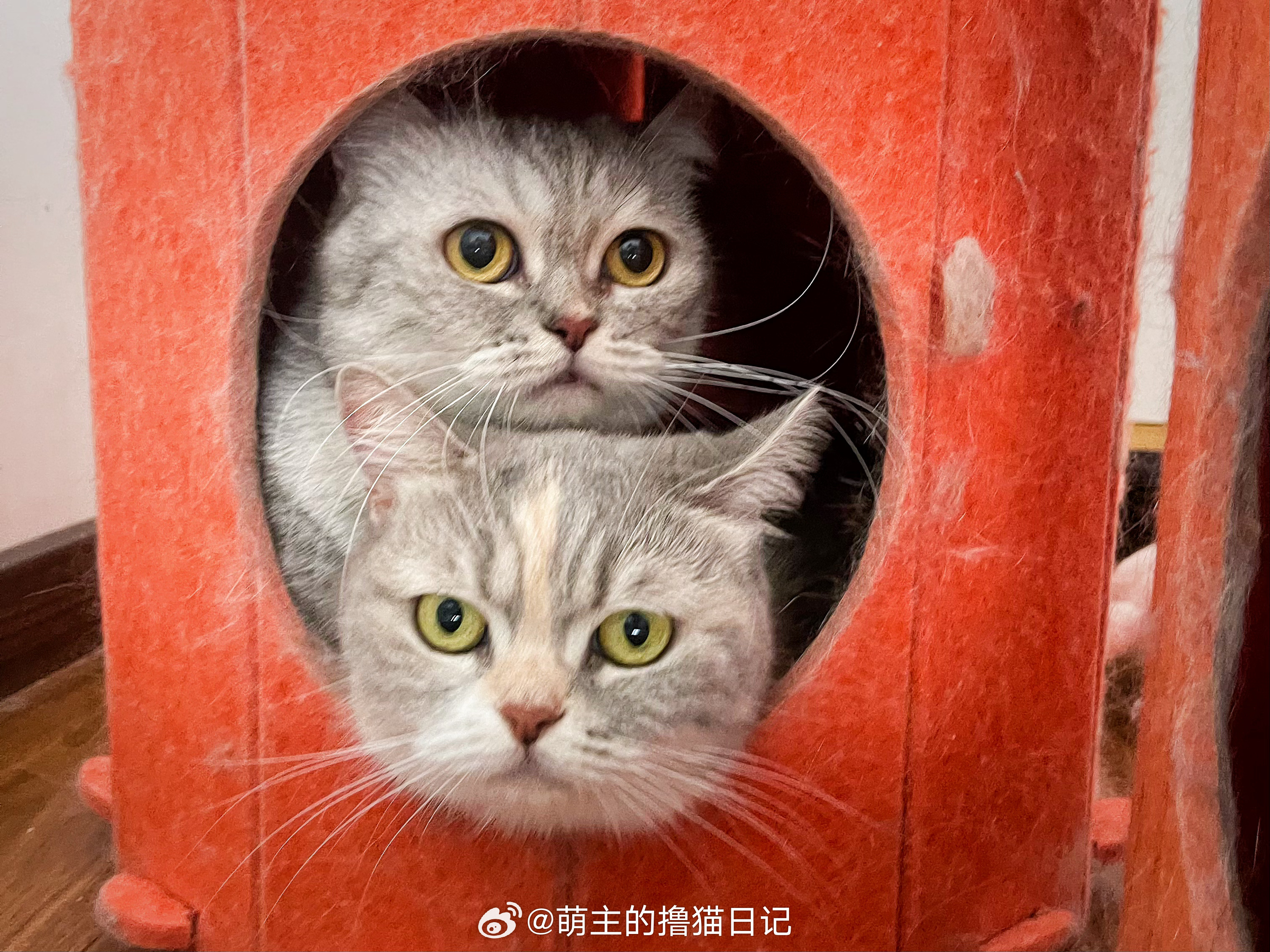 小猫咪她身娇体软日常吸猫