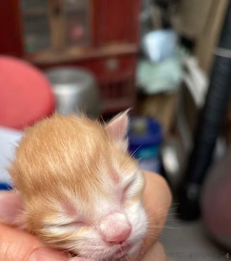 49135【丑猫】展示猪肝 