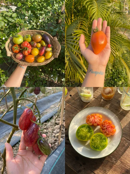 广州秋播番茄正当时🍅