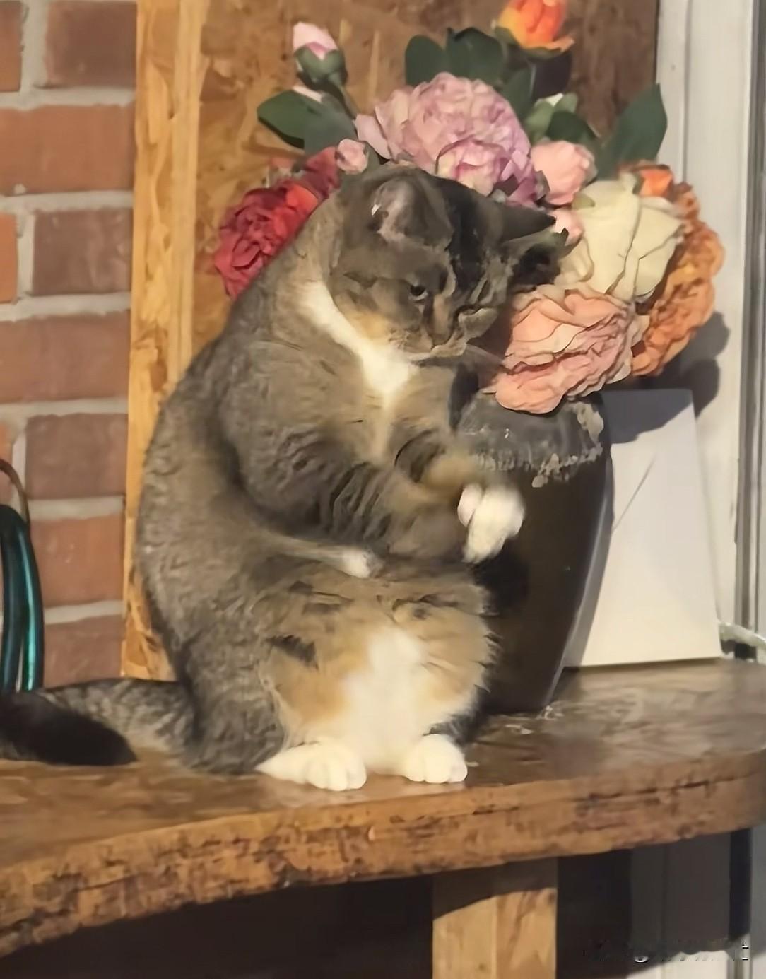 一股班味儿的招财猫