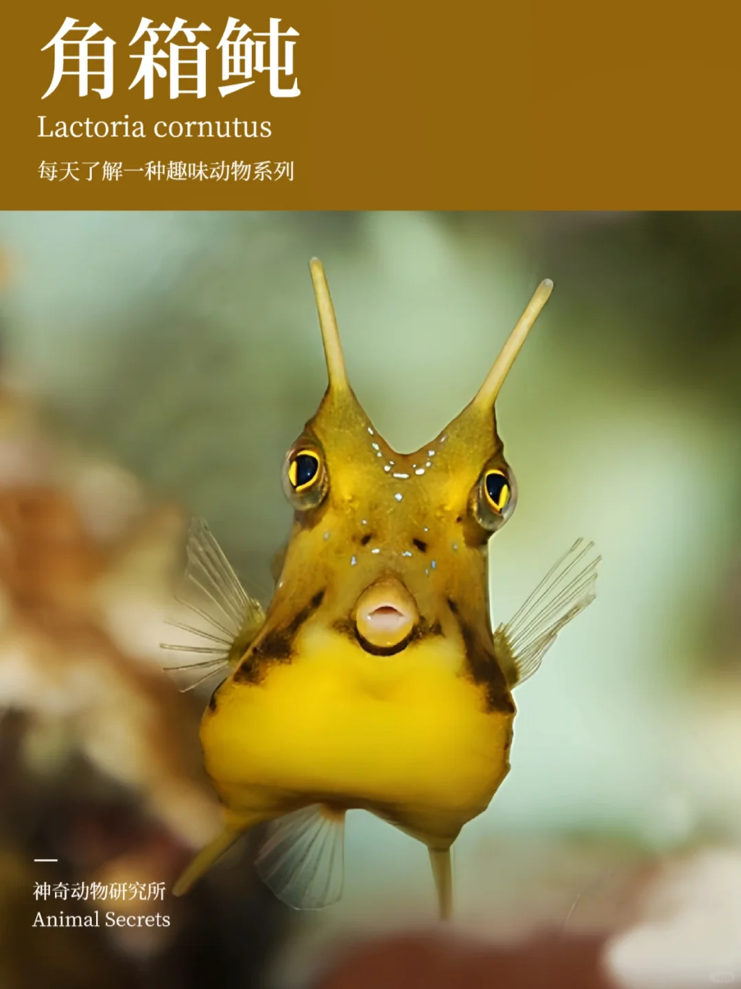 每天了解一种趣味动物👀角箱鲀